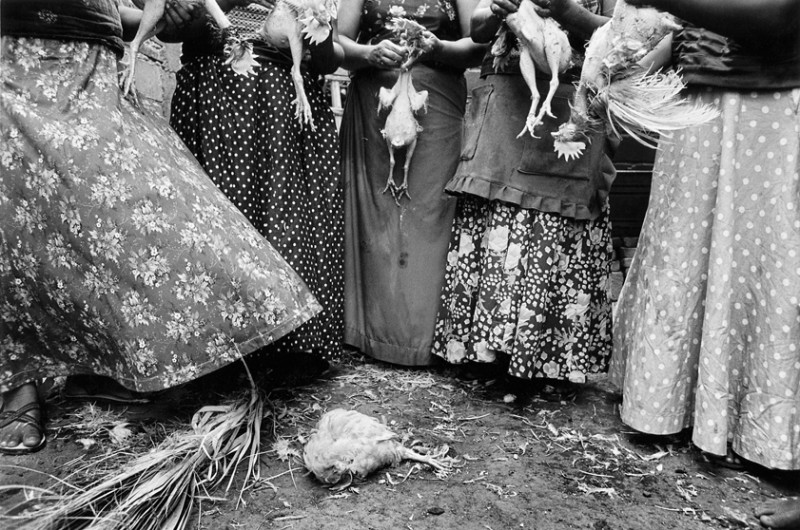 Limpia de pollos / Cleaning chicken