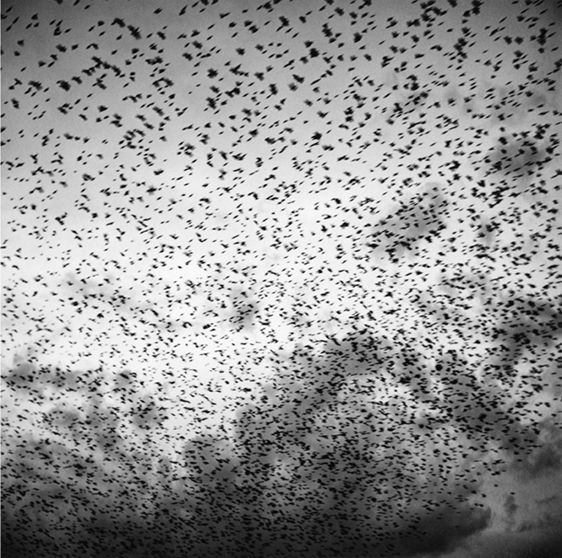 Pájaros III / Birds III