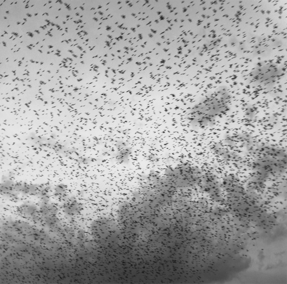 Graciela Iturbide 35